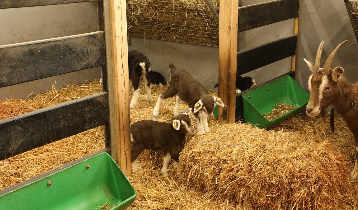 britzer garten farm photo 3