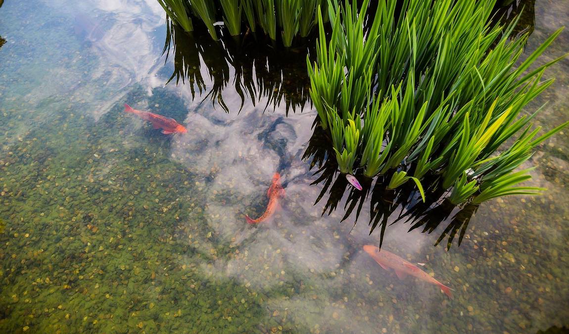 wallenstein garden photo 6