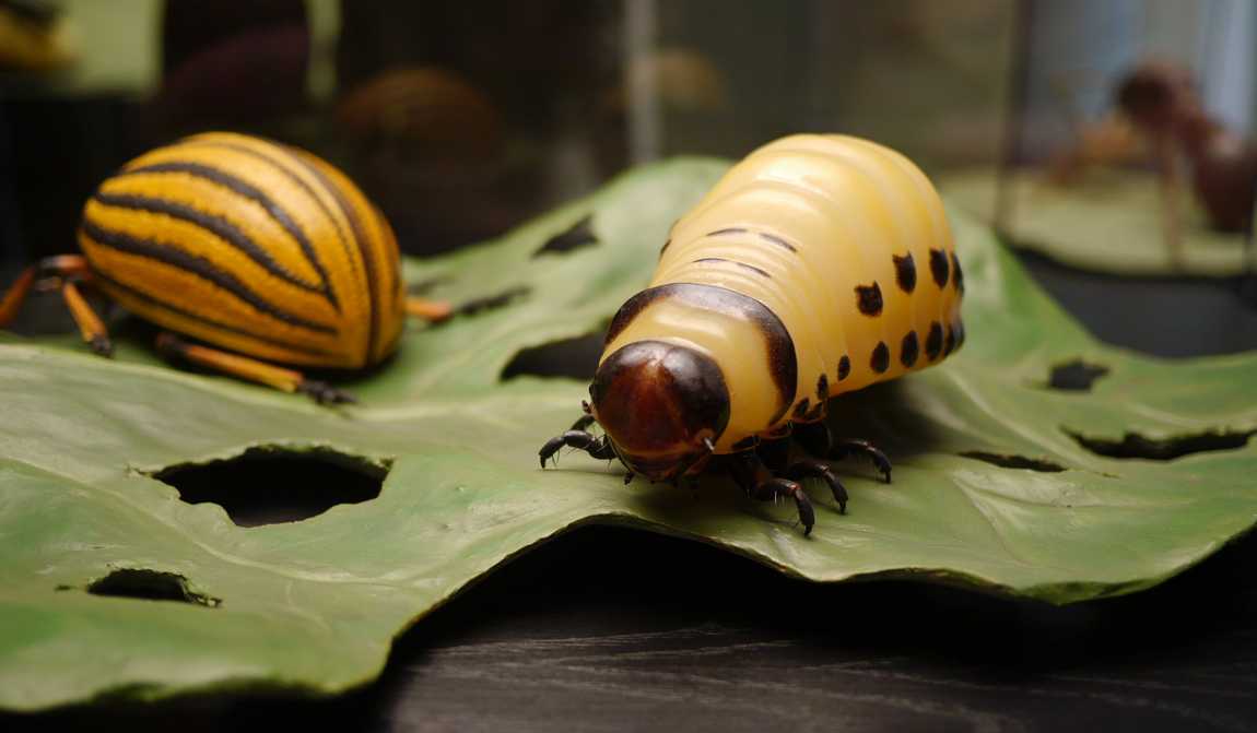 natural history museum photo 5