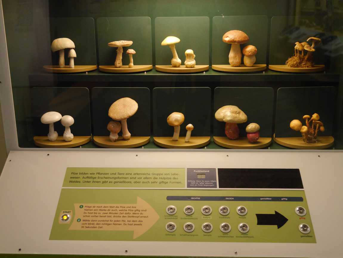 museum of man and nature photo 5