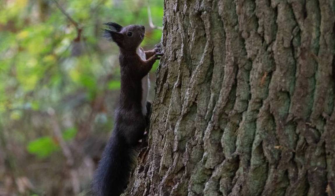 wildpark hollohe photo 2