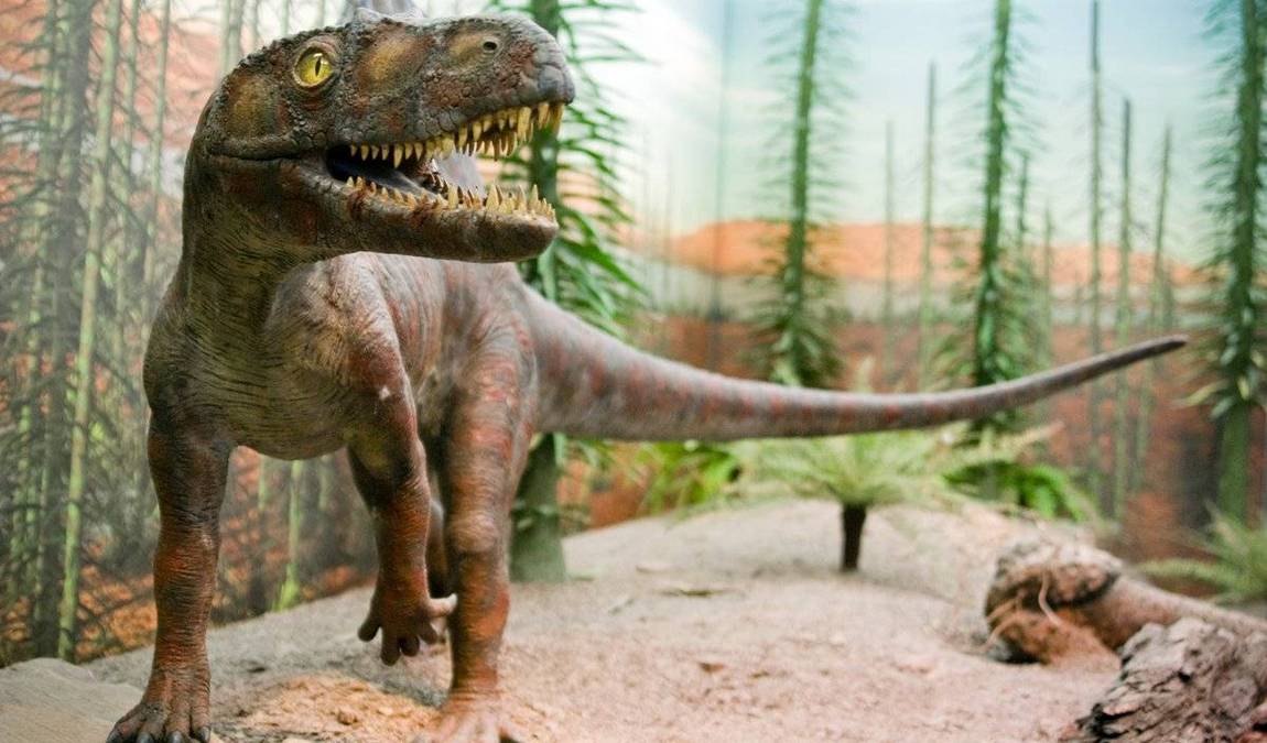 stuttgart state museum of natural history photo 7