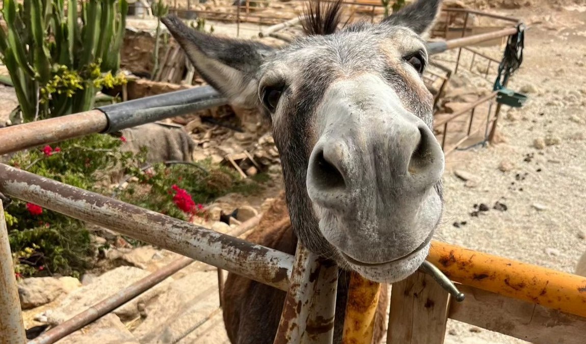 tenerife horse rescue photo 6