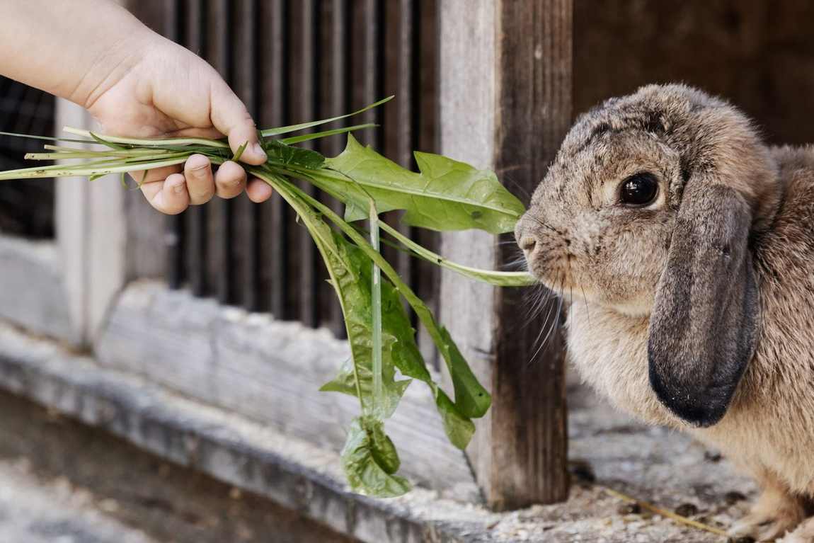 feriendorf holzleb'n farm photo 4