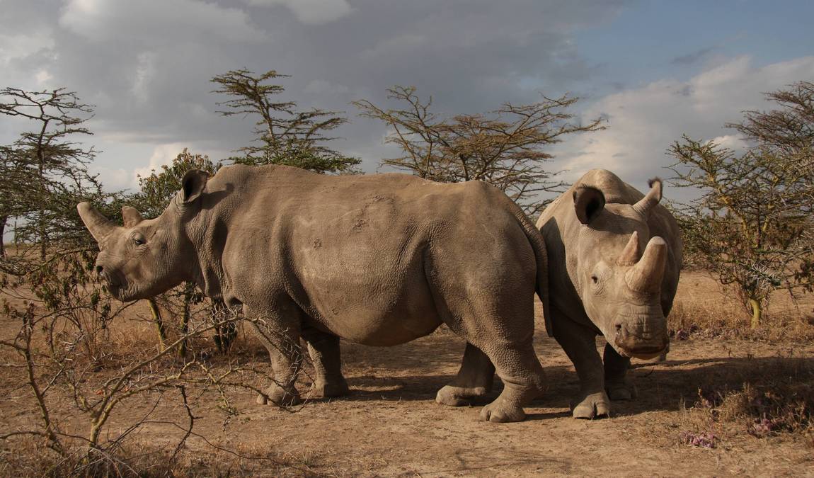 zoo dvur kralove photo 1