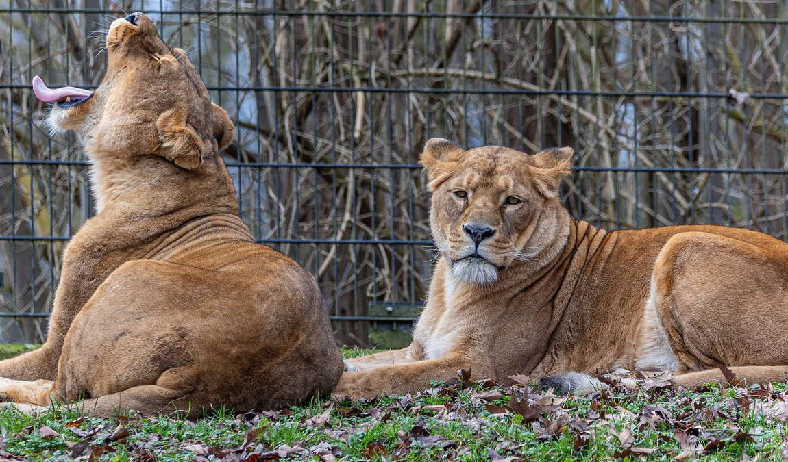tierpark stadt haag photo 4