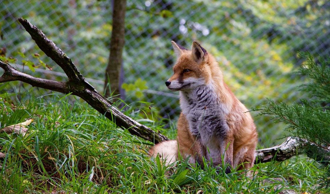 gonsenheimer wild park photo 4