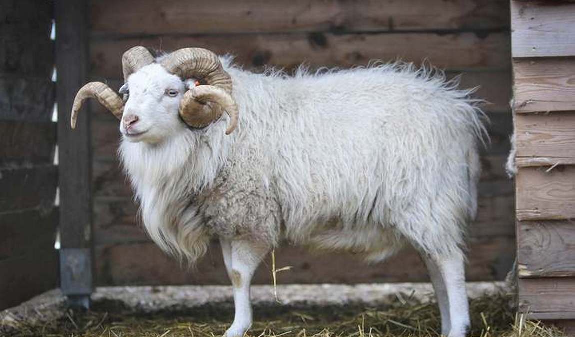 statek u merlina photo 5