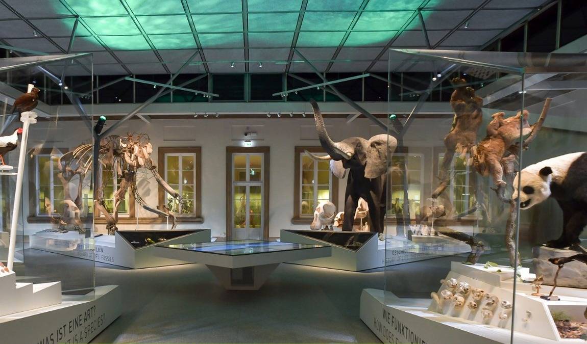 stuttgart state museum of natural history photo 2