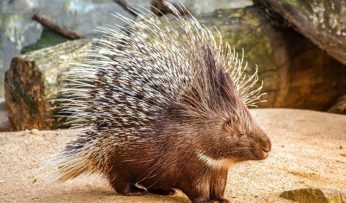 statek u merlina photo 6