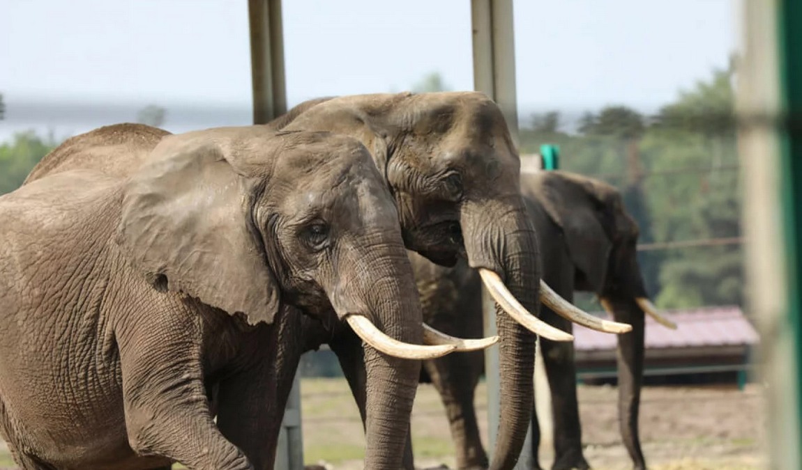 safari land stukenbrock photo 2