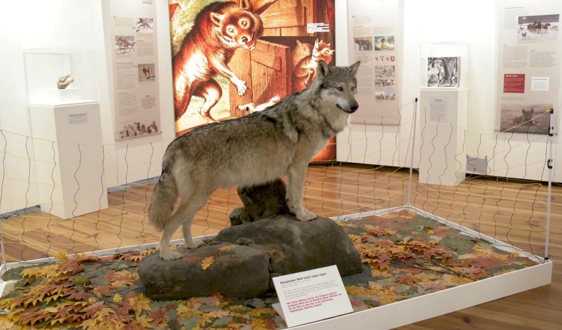 natural history museum photo 2