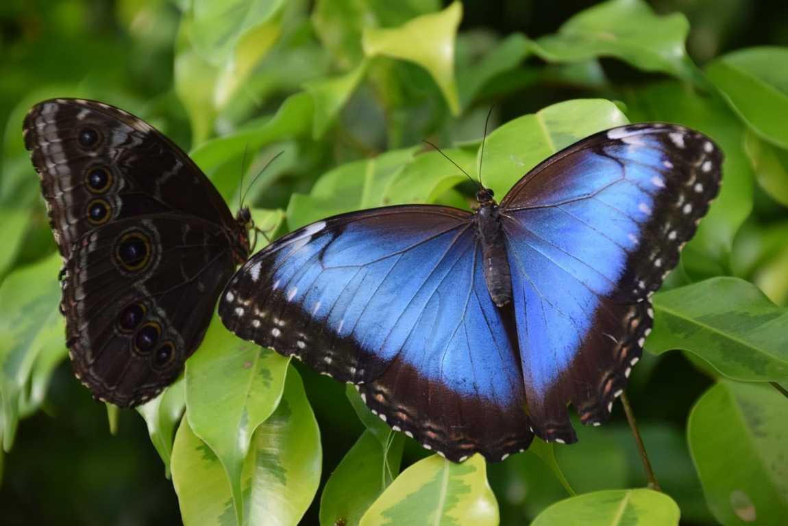 butterfly garden at sayn palace photo 1