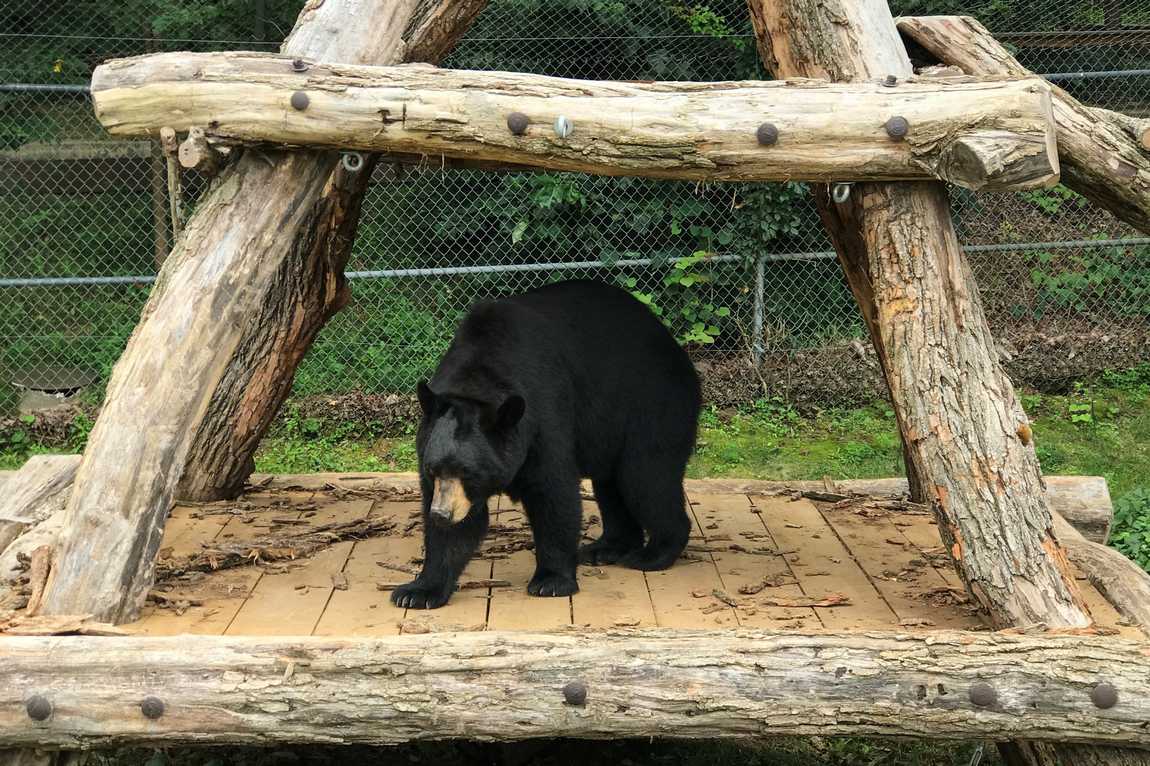 wnc nature center and wildlife park photo 4