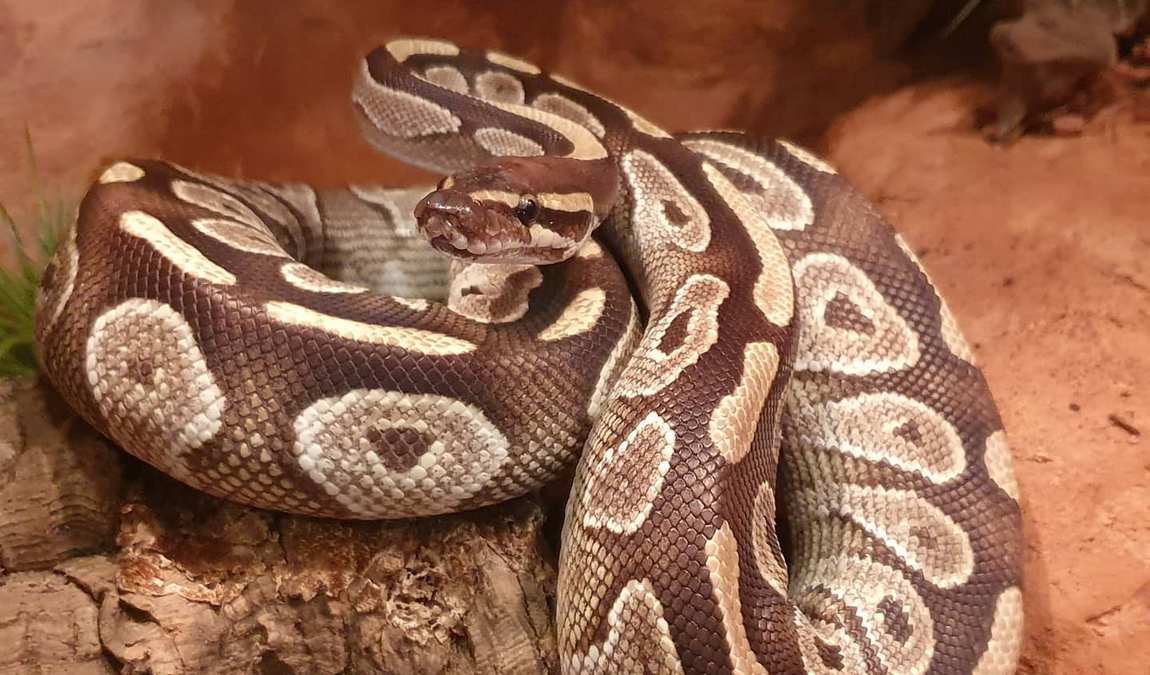 zoo braunschweig photo 5