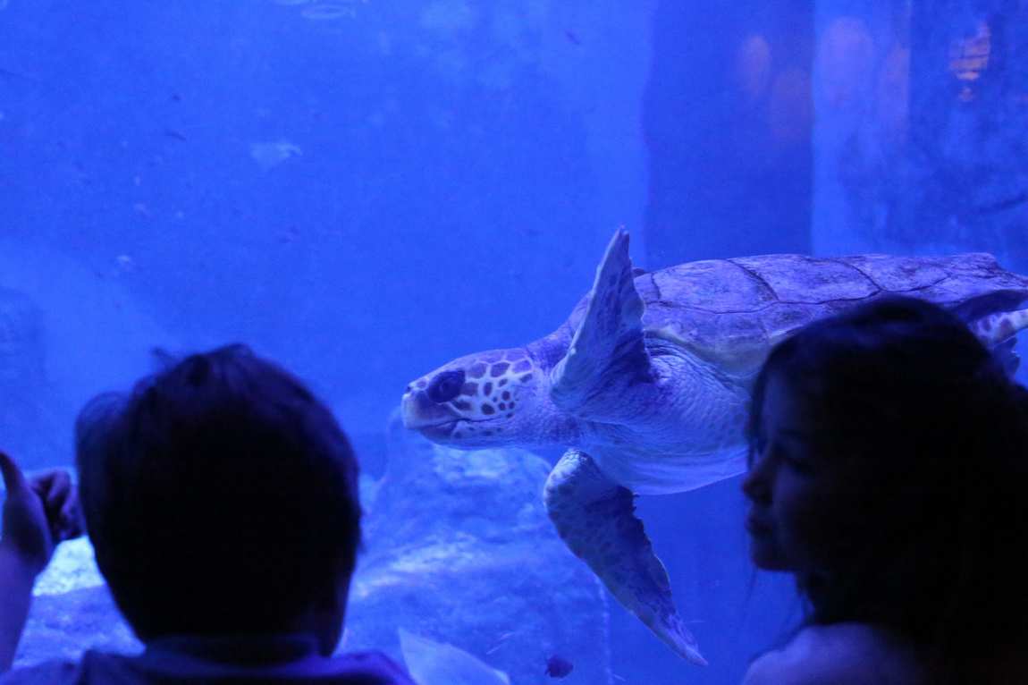 seville aquarium photo 2