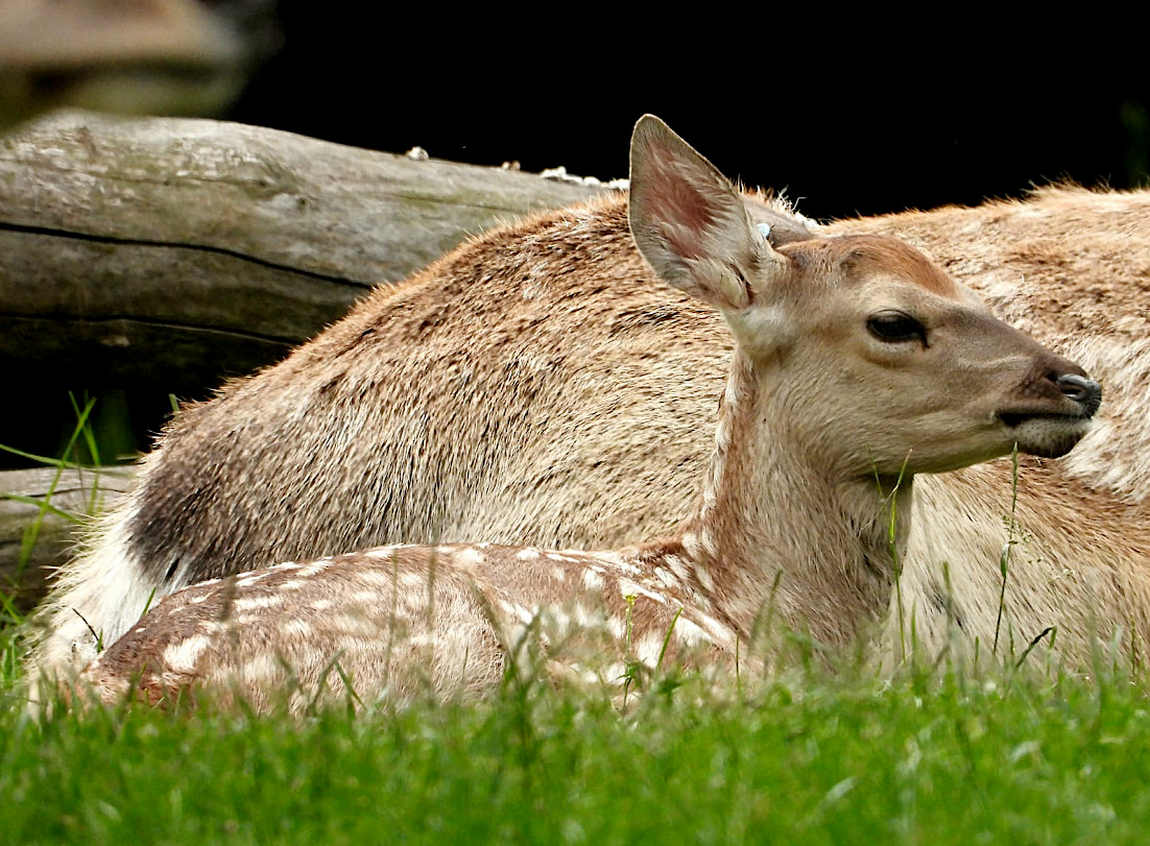 chomutov zoo photo 1