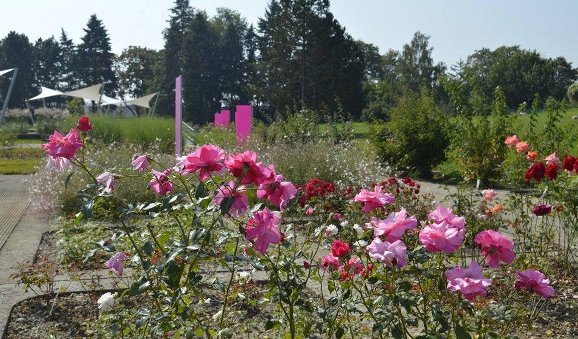 botanical garden - rosarium photo 6