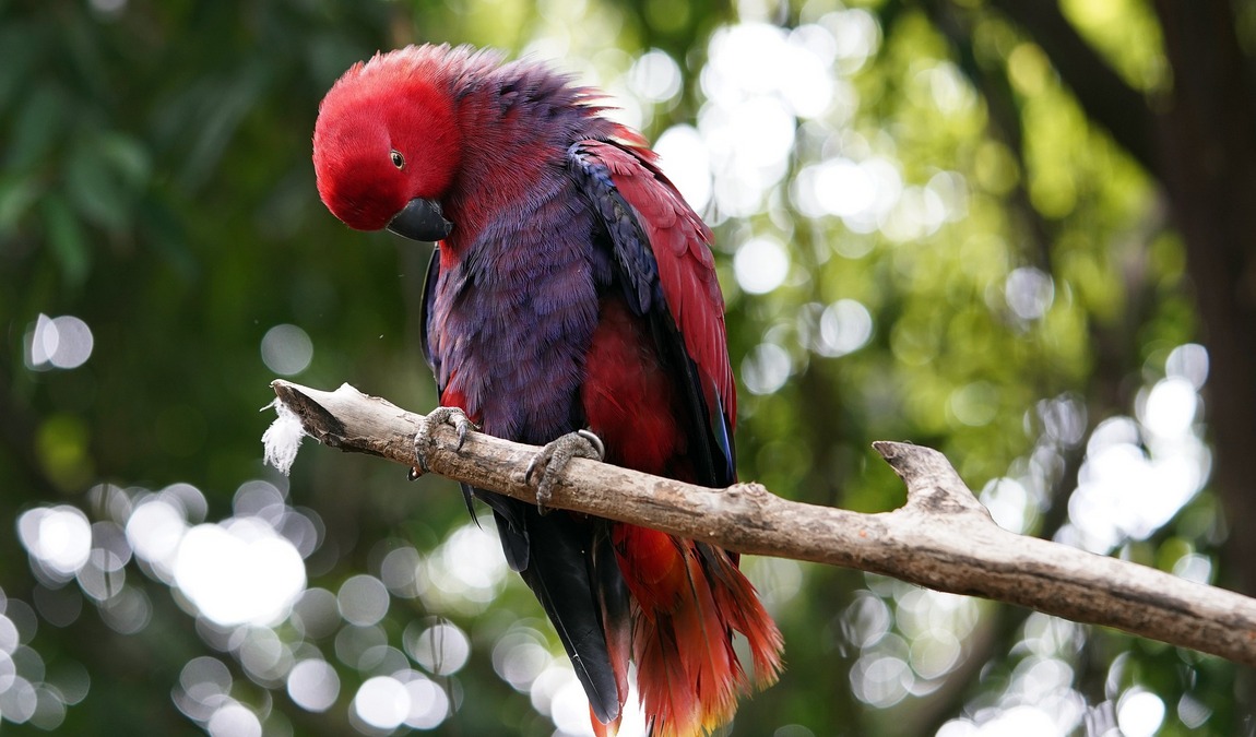 vogelpark maria veen photo 4