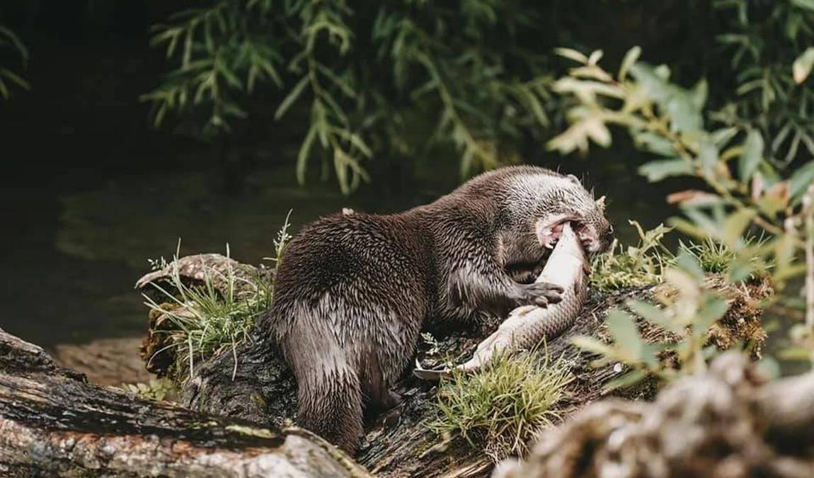 cumberland wildlife park grunau photo 2