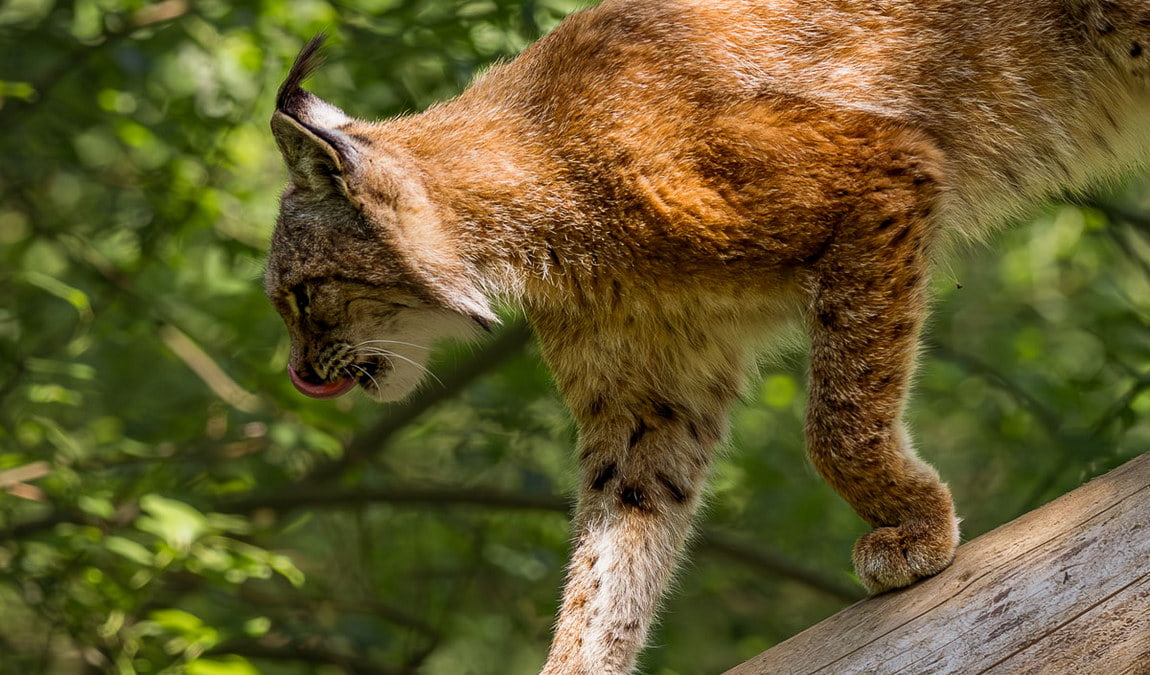 wildpark hundshaupten photo 1
