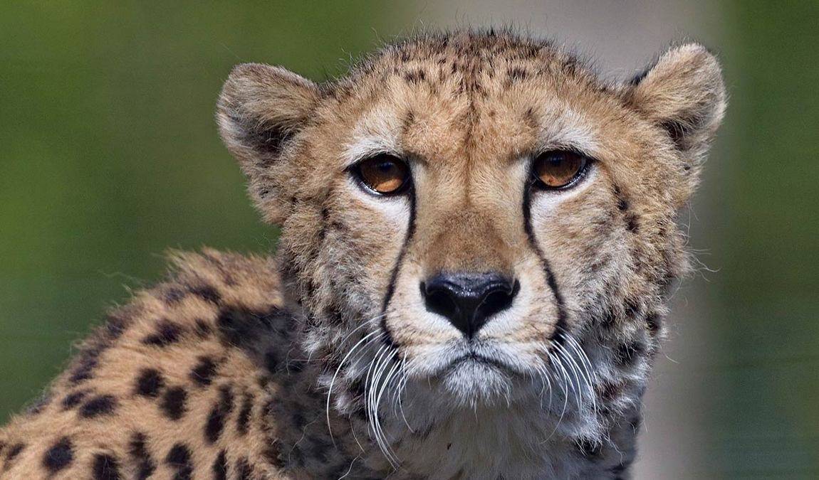 tierpark irgenoed photo 1