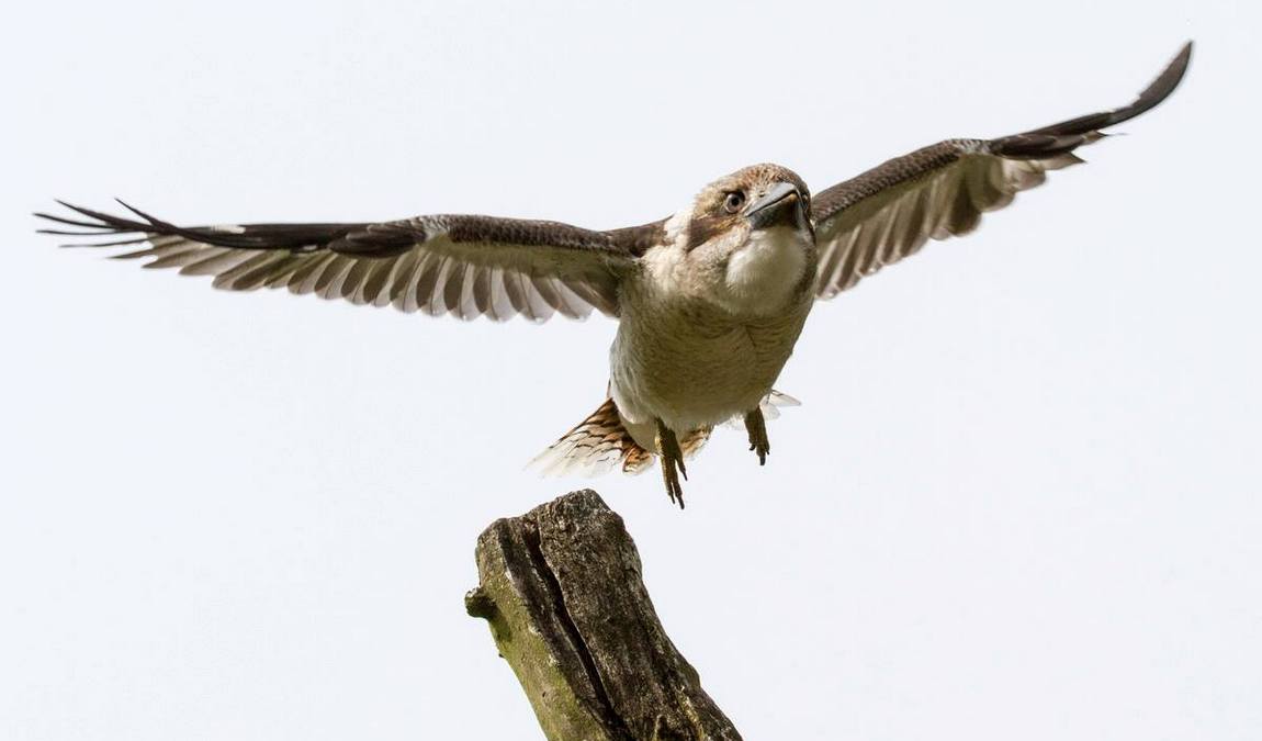 bird park heiligenkirchen photo 8
