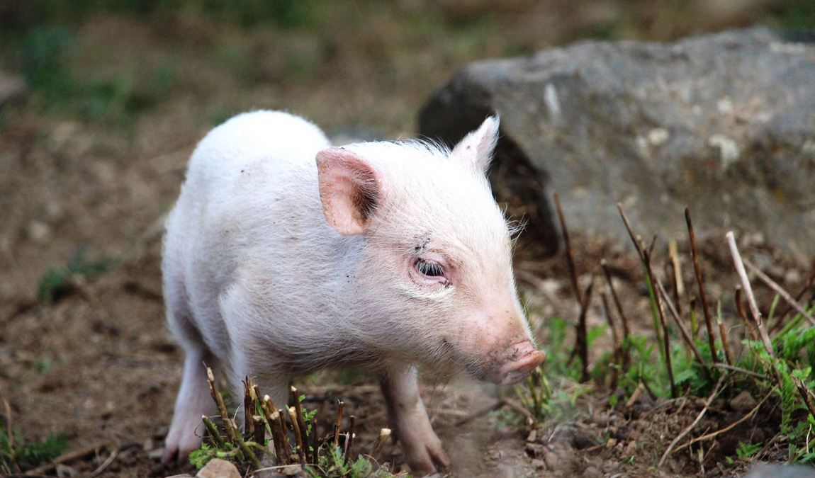 herborn gmbh zoo photo 6