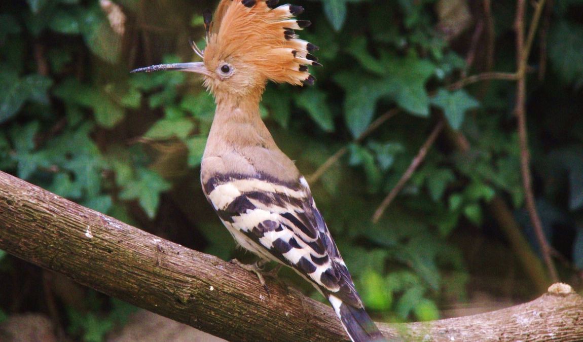 olching bird park photo 4