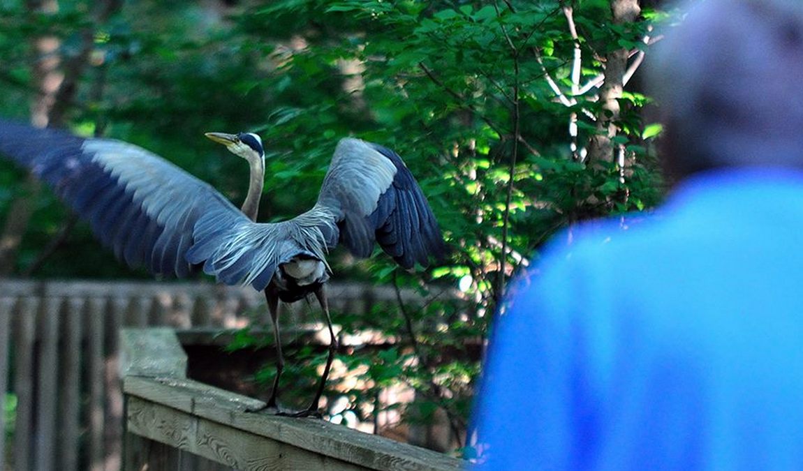 bog garden at benjamin park photo 3