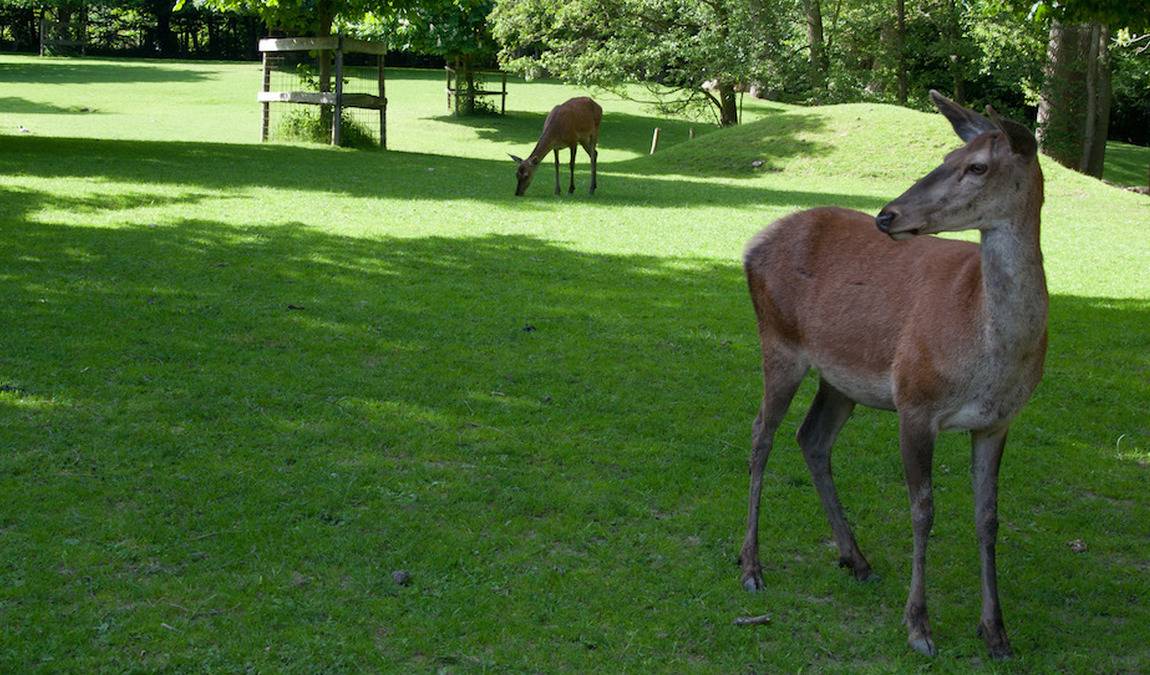 wildpark schwentinental photo 7