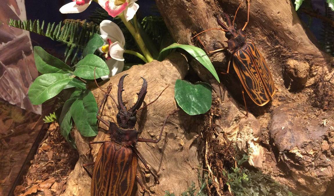 naturmuseum salzkammergut photo 1