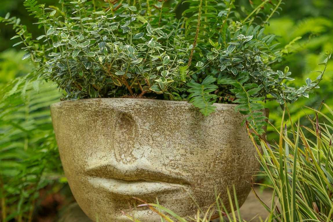 serenity garden photo 3