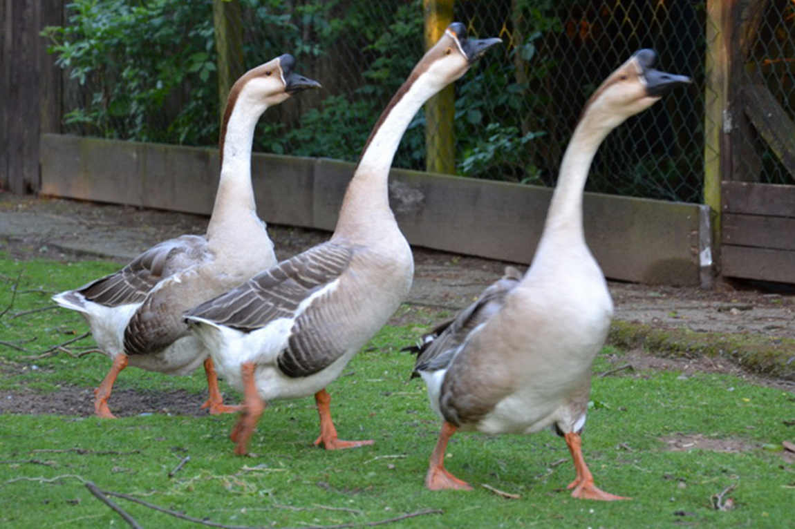 scheibner ranch photo 3