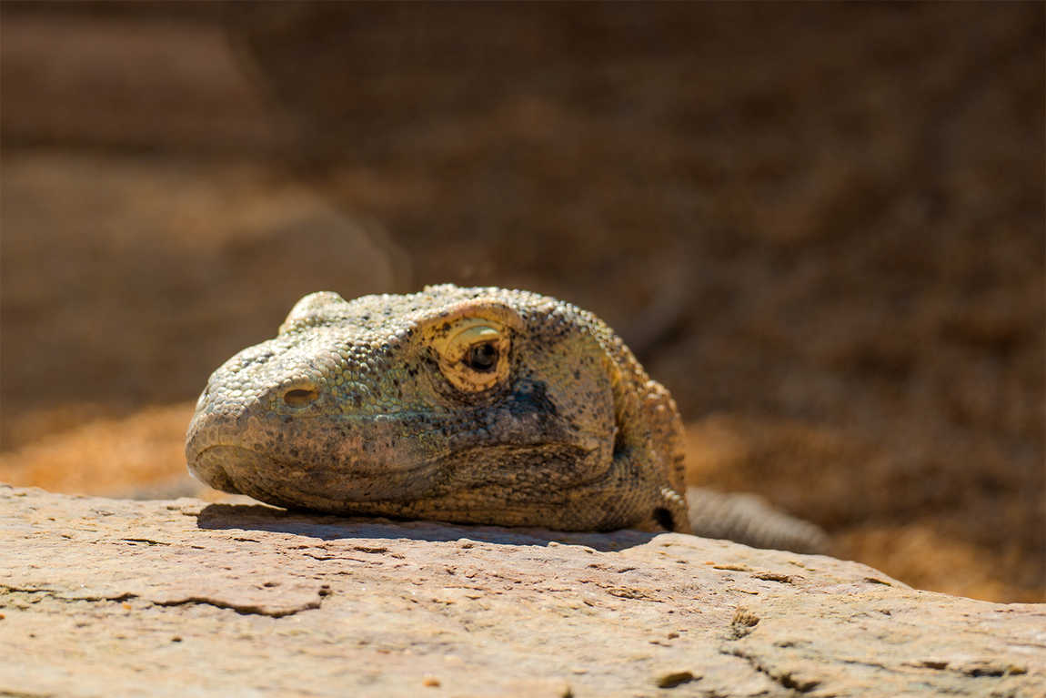 bioparc fuengirola photo 2