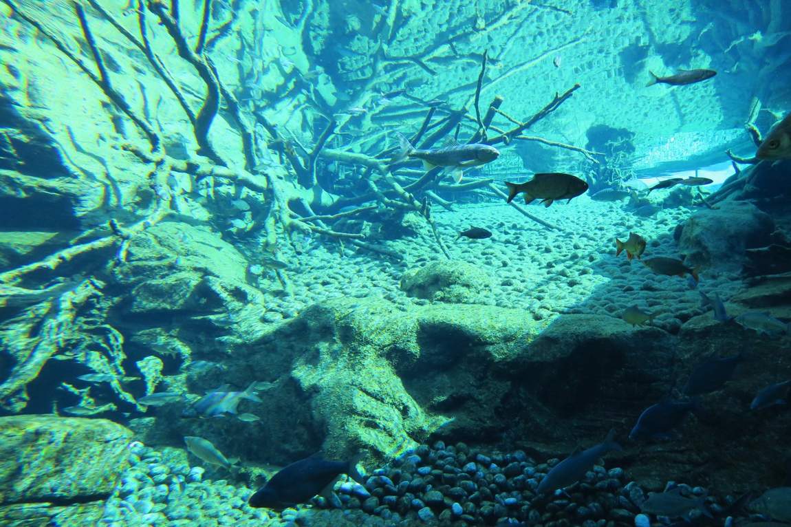 alpenzoo innsbruck photo 4