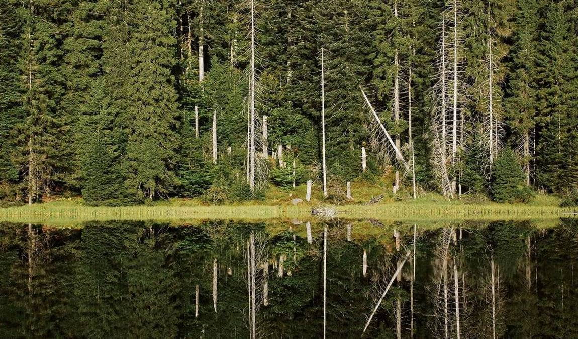 black forest national park photo 3