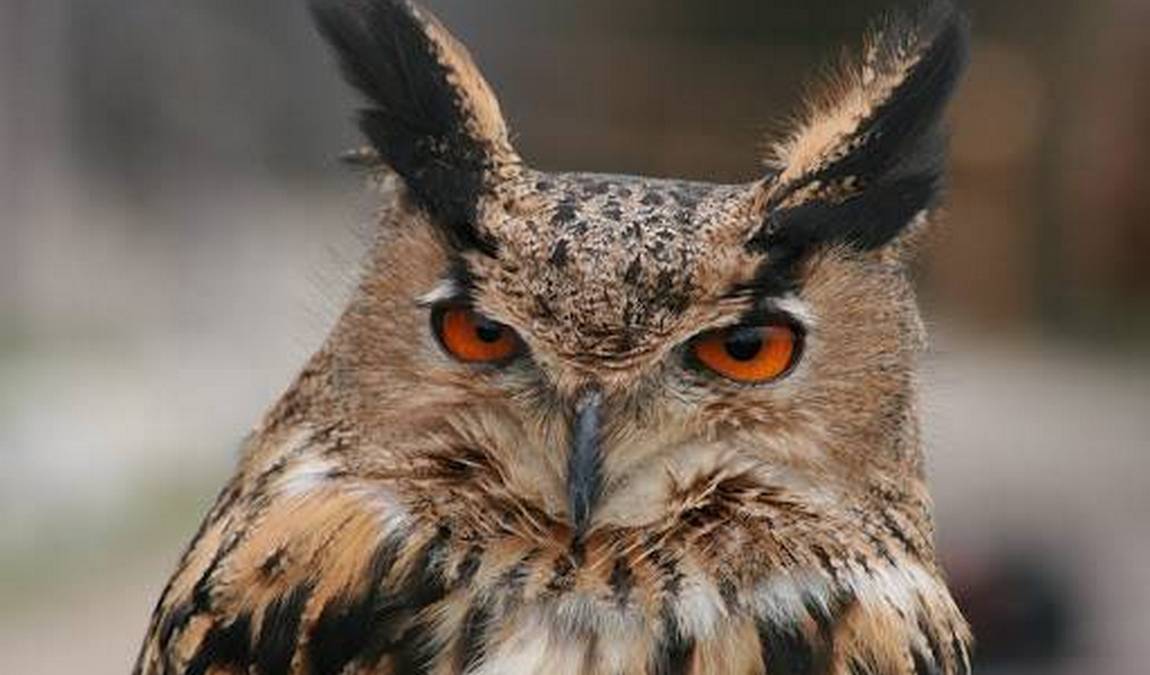 adlerwarte obernberg photo 1