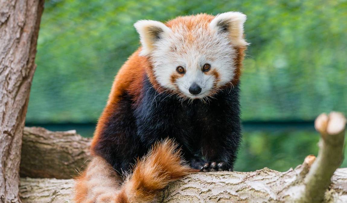 saarbrücken zoo photo 6