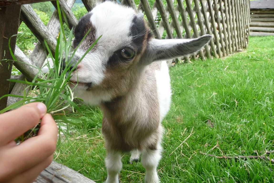 kinderbauernhof ederbauer farm photo 4