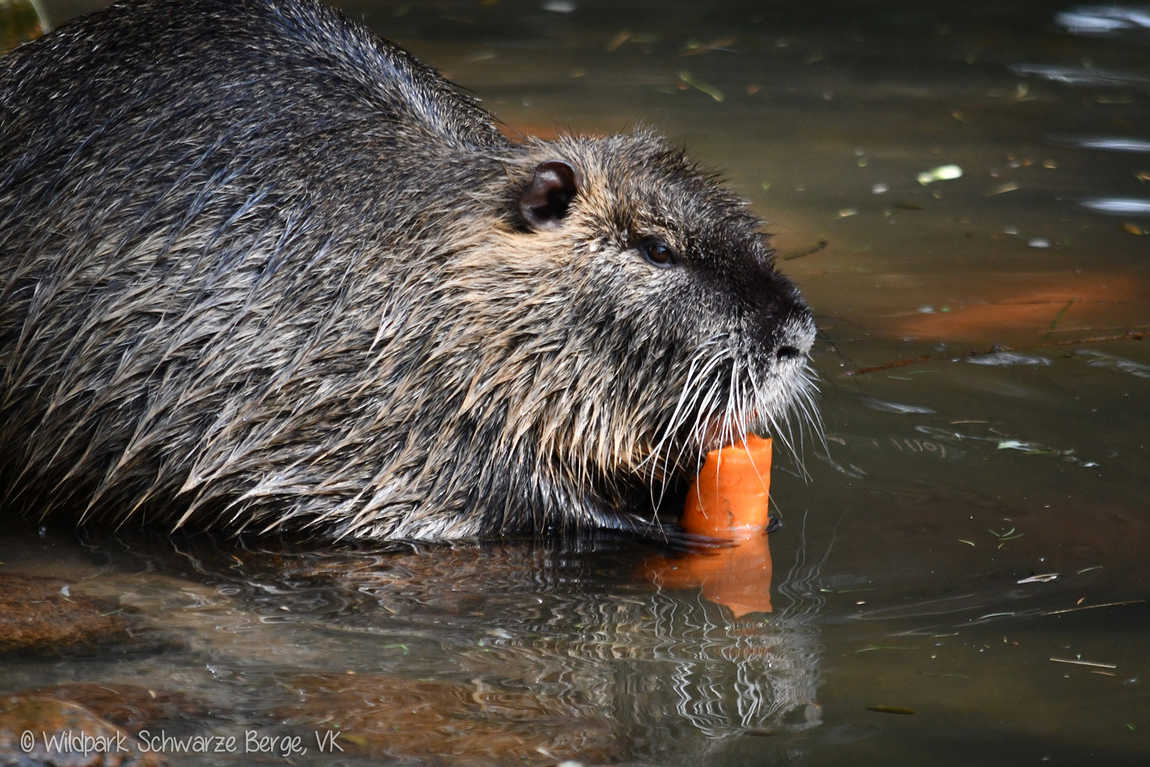 wildpark schwarze berge photo 2