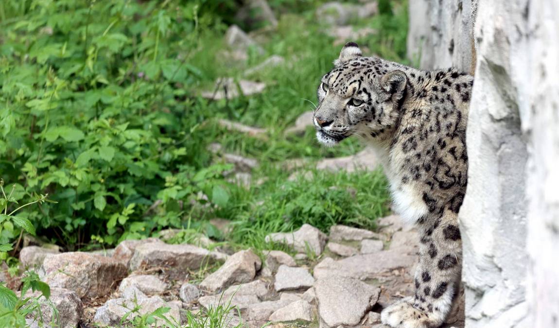 zoological gardens karlsruhe photo 3