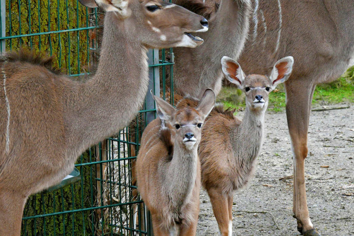 zoom erlebniswelt gelsenkirchen zoo photo 2