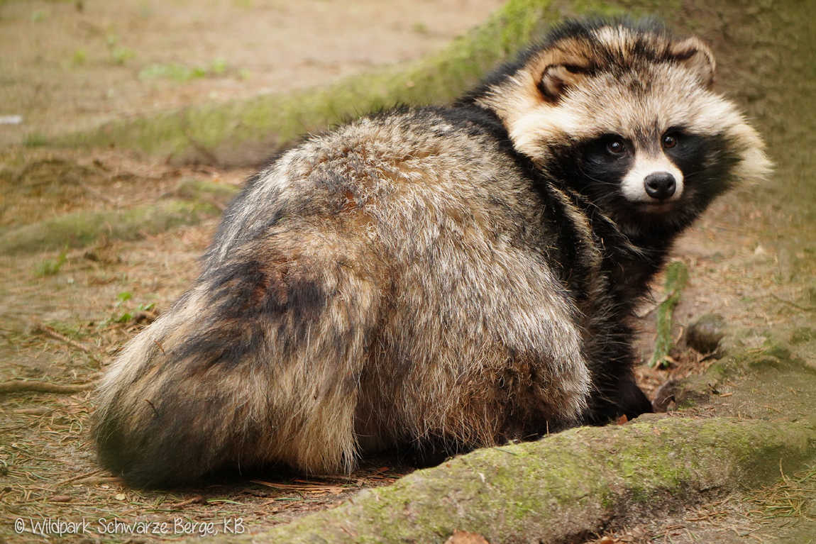 wildpark schwarze berge photo 1