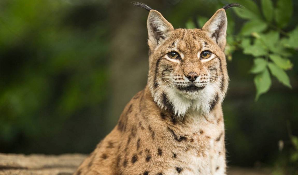 wildpark ortenburg photo 2