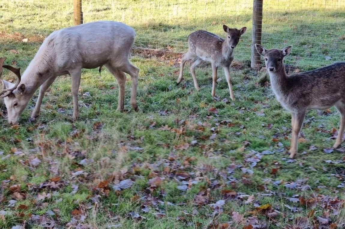 höckendorfer heide e.v. zoo photo 2