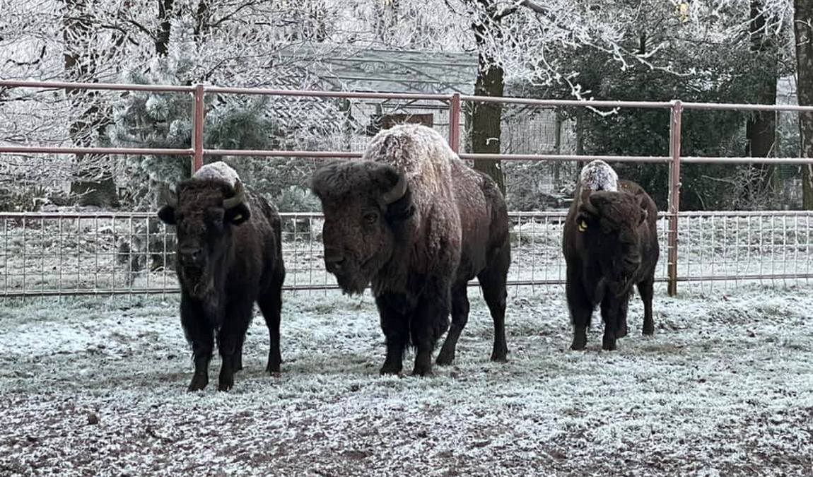 wildpark frankenhof photo 2