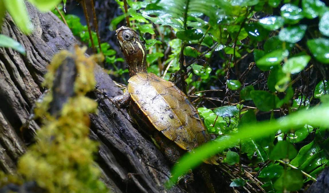 heidelberg zoo photo 1