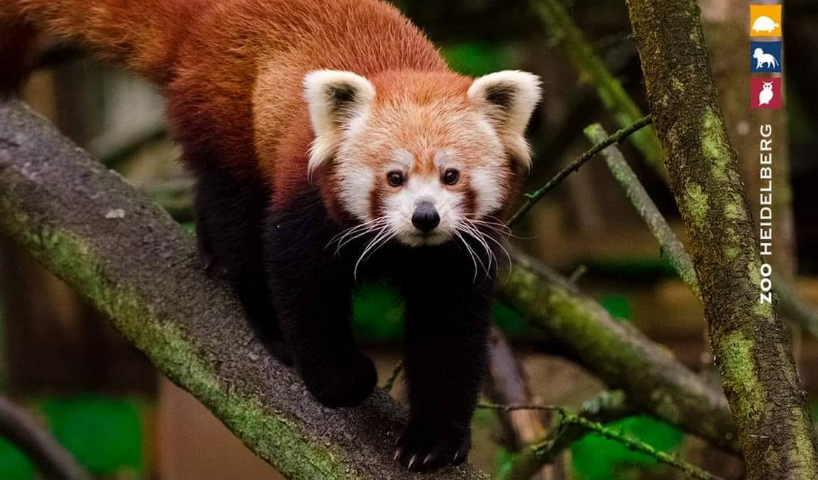 heidelberg zoo photo 2