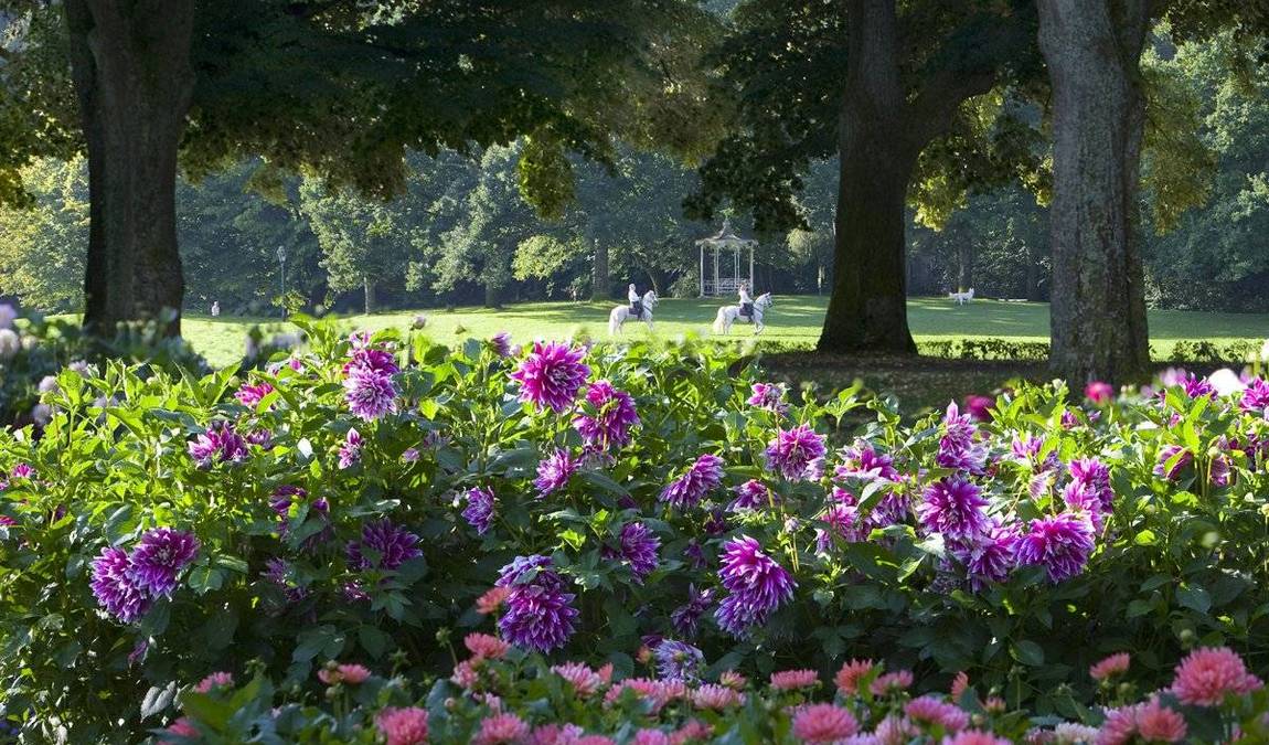 dahlia garden photo 1